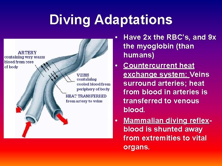 Diving Adaptations • Have 2 x the RBC’s, and 9 x the myoglobin (than