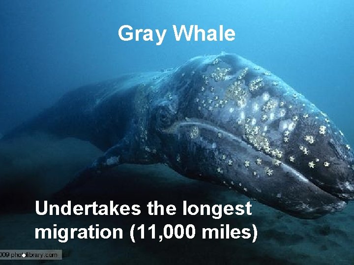 Gray Whale Undertakes the longest migration (11, 000 miles) • 