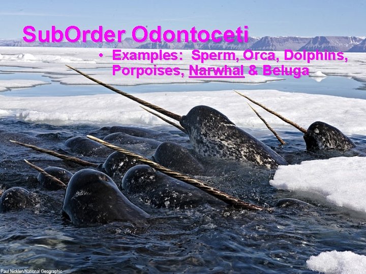 Sub. Order Odontoceti • Examples: Sperm, Orca, Dolphins, Porpoises, Narwhal & Beluga 