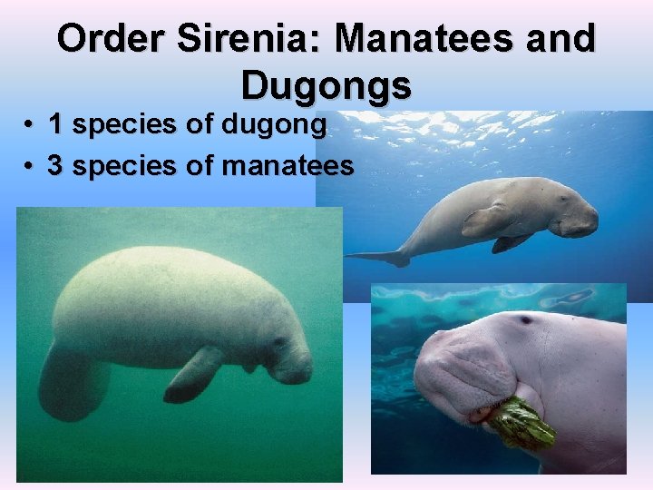 Order Sirenia: Manatees and Dugongs • 1 species of dugong • 3 species of