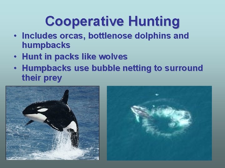 Cooperative Hunting • Includes orcas, bottlenose dolphins and humpbacks • Hunt in packs like