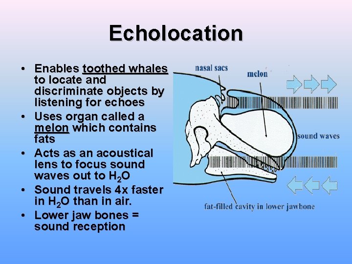 Echolocation • Enables toothed whales to locate and discriminate objects by listening for echoes