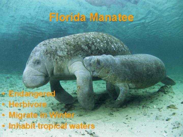 Florida Manatee • • Endangered Herbivore Migrate in Winter Inhabit tropical waters 