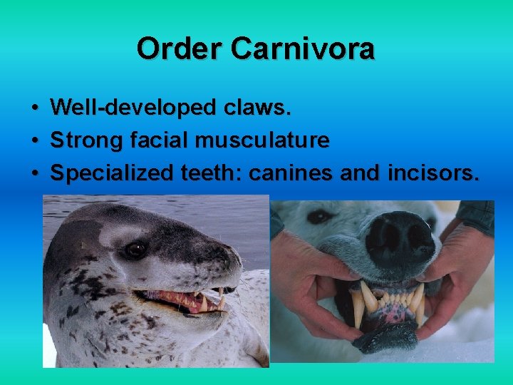 Order Carnivora • • • Well-developed claws. Strong facial musculature Specialized teeth: canines and