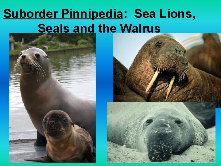 Suborder Pinnipedia: Sea Lions, Seals and the Walrus 