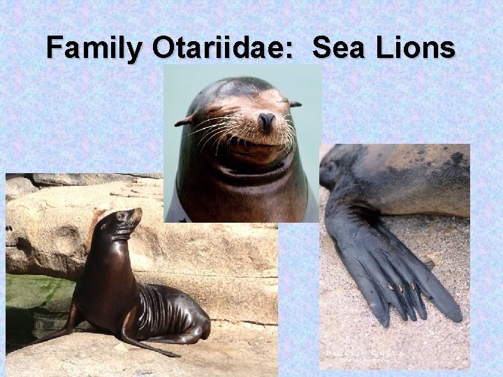 Family Otariidae: Sea Lions 