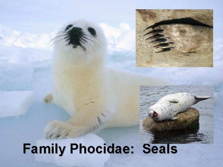 Family Phocidae: Seals 