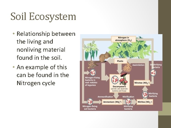 Soil Ecosystem • Relationship between the living and nonliving material found in the soil.