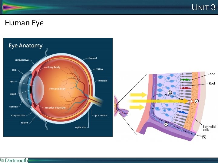UNIT 3 Human Eye 