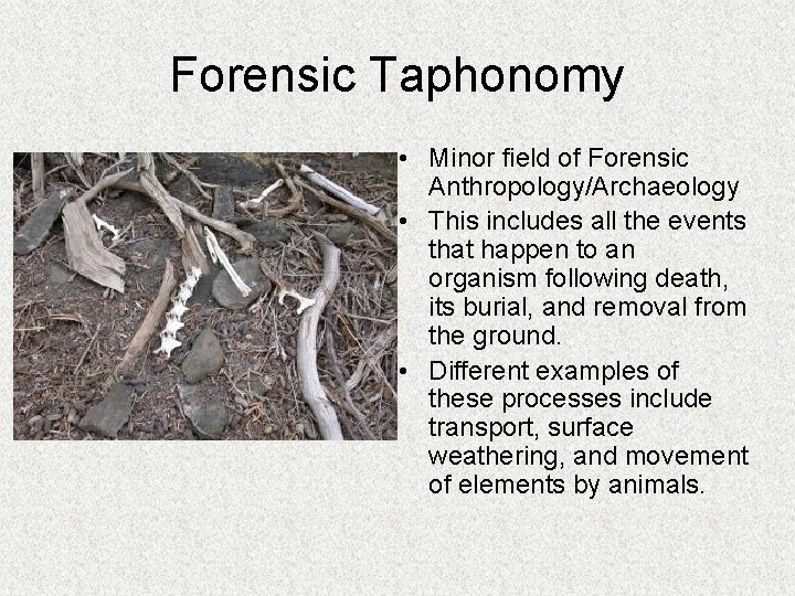 Forensic Taphonomy • Minor field of Forensic Anthropology/Archaeology • This includes all the events