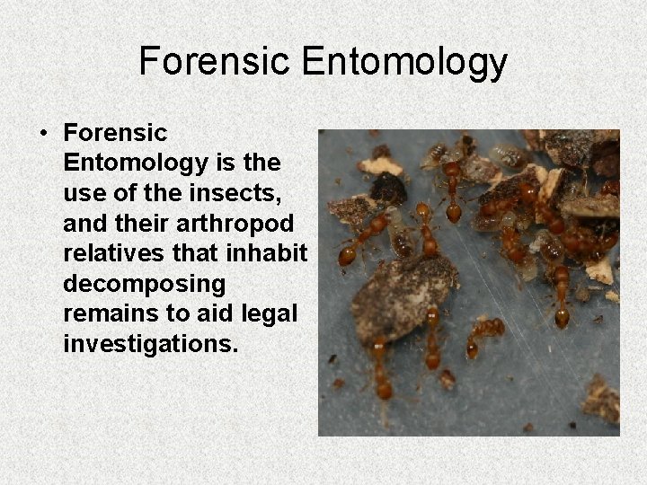 Forensic Entomology • Forensic Entomology is the use of the insects, and their arthropod