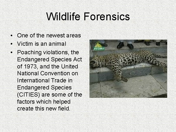 Wildlife Forensics • One of the newest areas • Victim is an animal •
