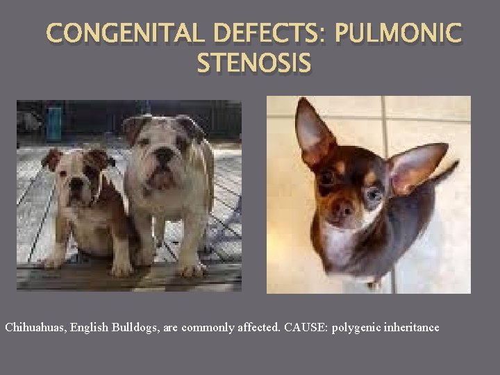 CONGENITAL DEFECTS: PULMONIC STENOSIS Chihuahuas, English Bulldogs, are commonly affected. CAUSE: polygenic inheritance 