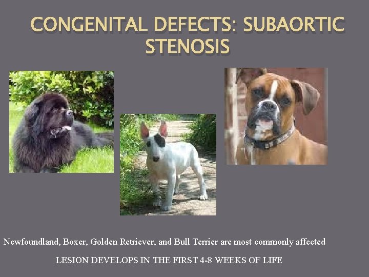 CONGENITAL DEFECTS: SUBAORTIC STENOSIS Newfoundland, Boxer, Golden Retriever, and Bull Terrier are most commonly