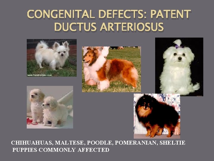 CONGENITAL DEFECTS: PATENT DUCTUS ARTERIOSUS CHIHUAHUAS, MALTESE, POODLE, POMERANIAN, SHELTIE PUPPIES COMMONLY AFFECTED 