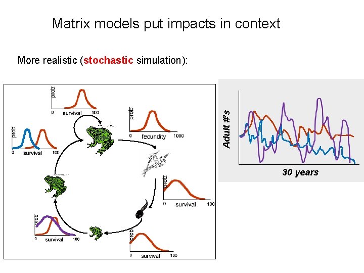 Matrix models put impacts in context Adult #’s Simulation-based stochastic model: More realistic (stochastic
