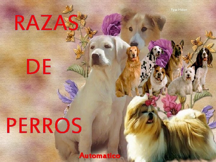 Ppsx Helen RAZAS DE PERROS Automatico 