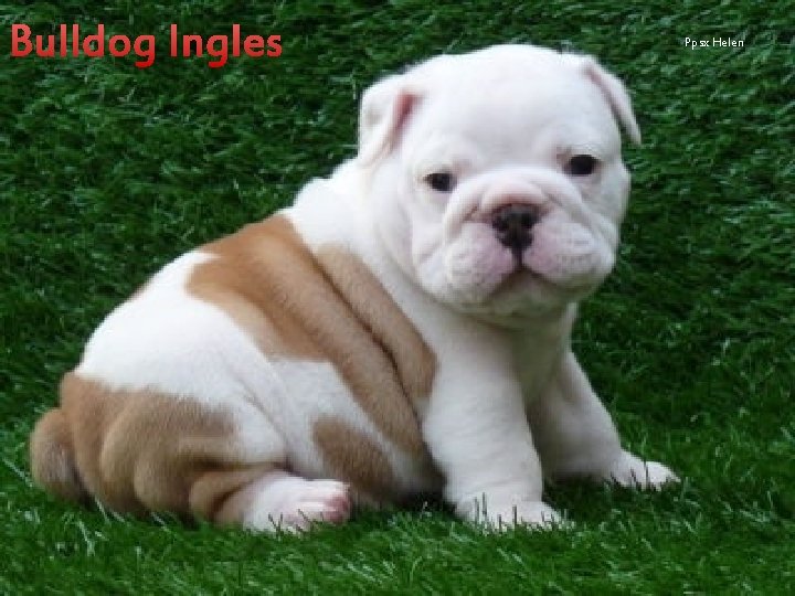 Bulldog Ingles Ppsx Helen 