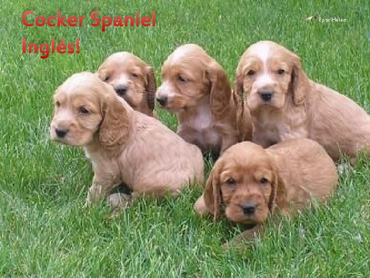 Cocker Spaniel Inglés Ppsx Helen 