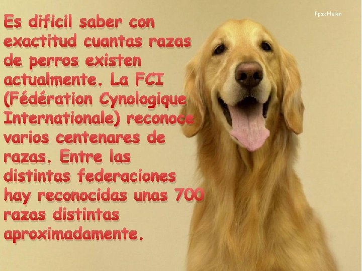 Es dificil saber con exactitud cuantas razas de perros existen actualmente. La FCI (Fédération