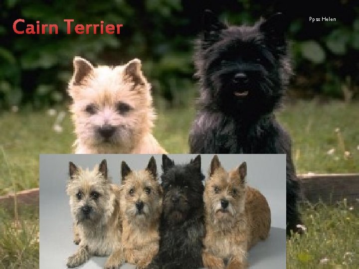 Cairn Terrier Ppsx Helen 