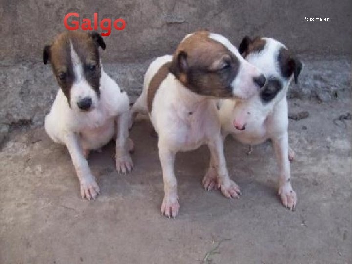 Galgo Ppsx Helen 