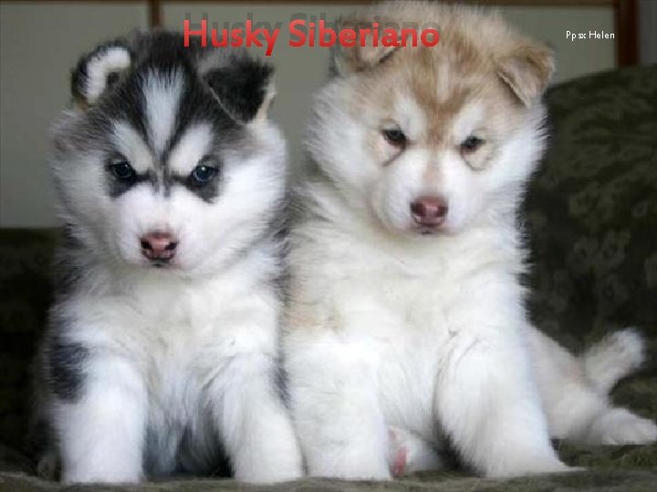 Husky Siberiano Ppsx Helen 