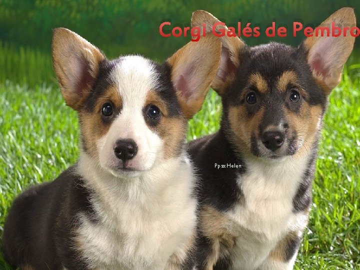 Corgi Galés de Pembro Ppsx Helen 