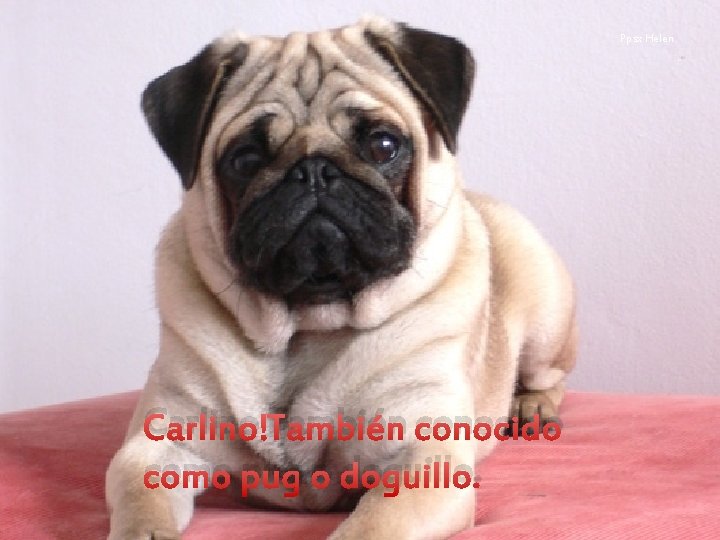 Ppsx Helen Carlino También conocido como pug o doguillo. 