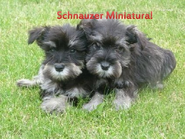 Schnauzer Miniatura Ppsx Helen 