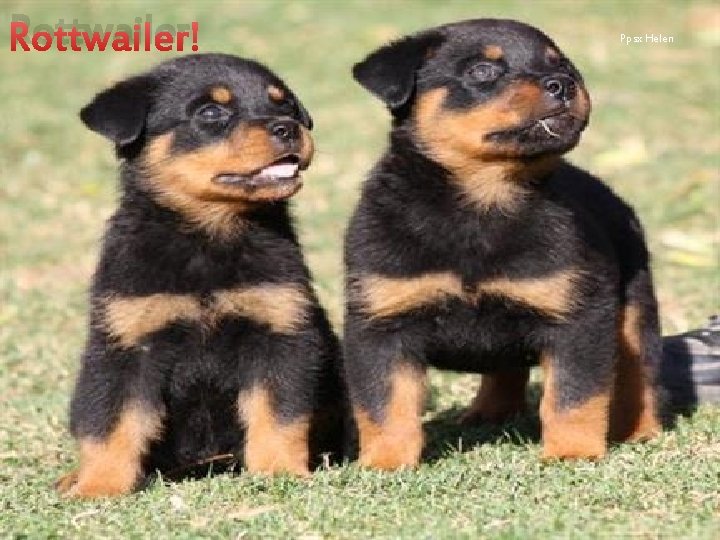 Rottwailer Ppsx Helen 