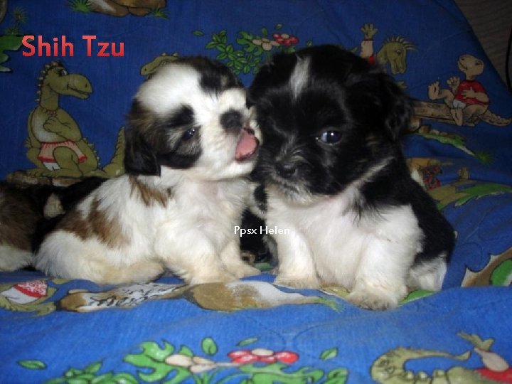 Shih Tzu Ppsx Helen 