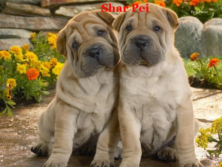 Shar Pei Ppsx Helen 