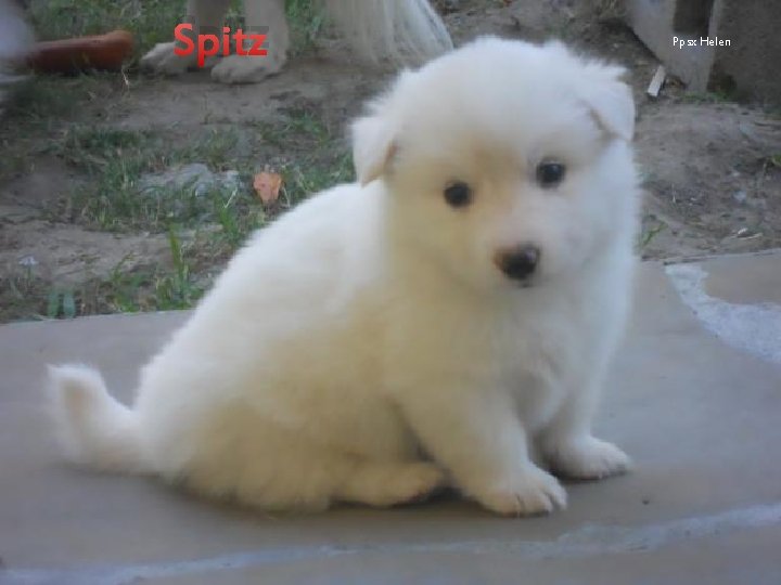 Spitz Ppsx Helen 