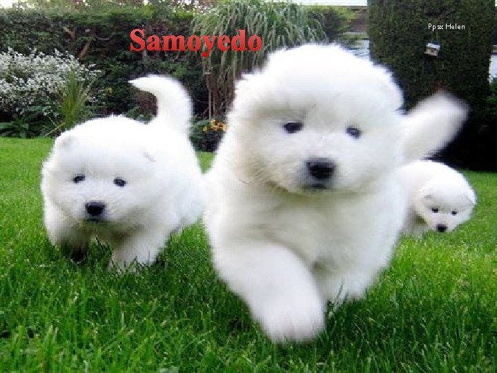 Samoyedo Ppsx Helen 