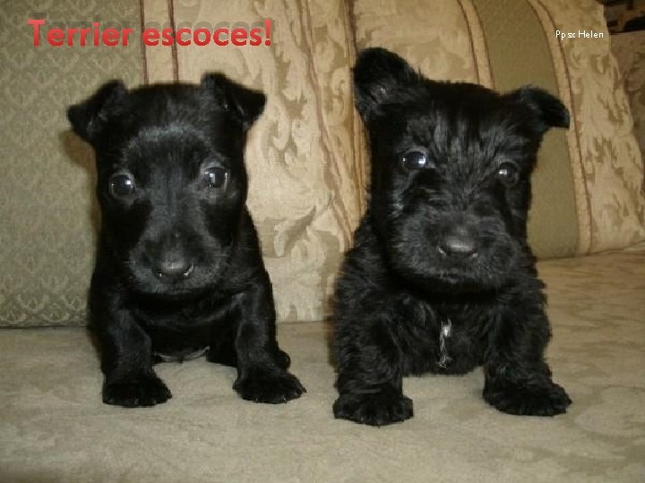 Terrier escoces Ppsx Helen 