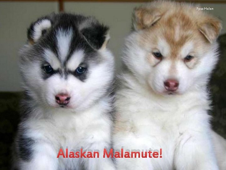 Ppsx Helen Alaskan Malamute 