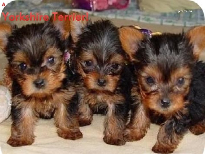 Yorkshire Terrier Ppsx Helen 