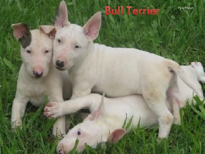 Bull Terrier Ppsx Helen 