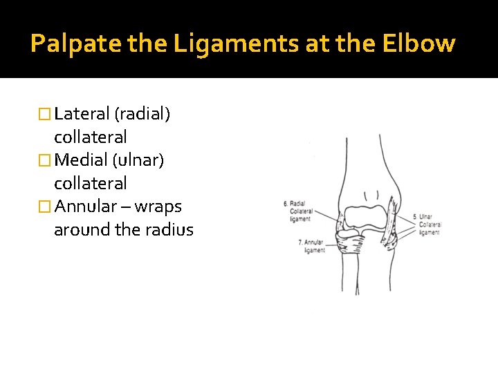 Palpate the Ligaments at the Elbow � Lateral (radial) collateral � Medial (ulnar) collateral