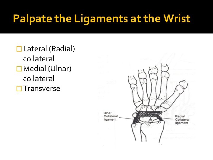 Palpate the Ligaments at the Wrist � Lateral (Radial) collateral � Medial (Ulnar) collateral