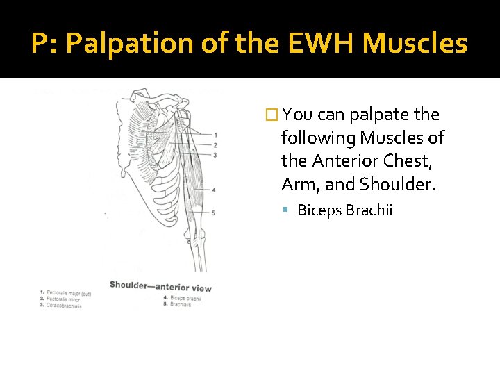 P: Palpation of the EWH Muscles � You can palpate the following Muscles of