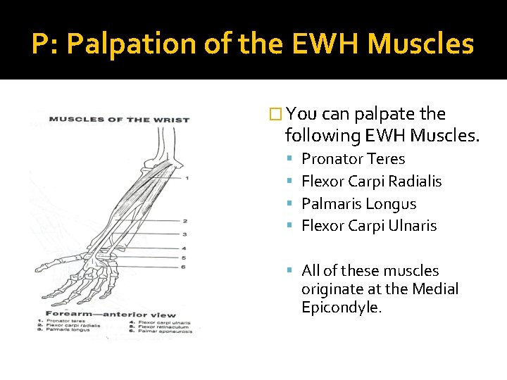 P: Palpation of the EWH Muscles � You can palpate the following EWH Muscles.