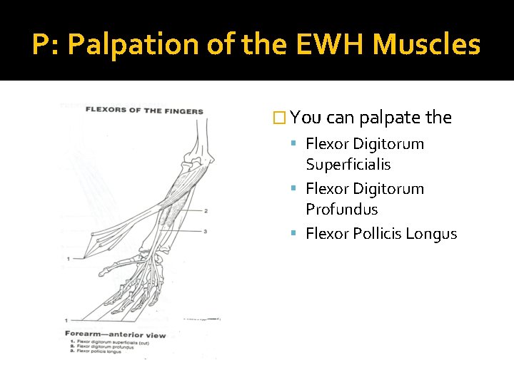 P: Palpation of the EWH Muscles � You can palpate the Flexor Digitorum Superficialis