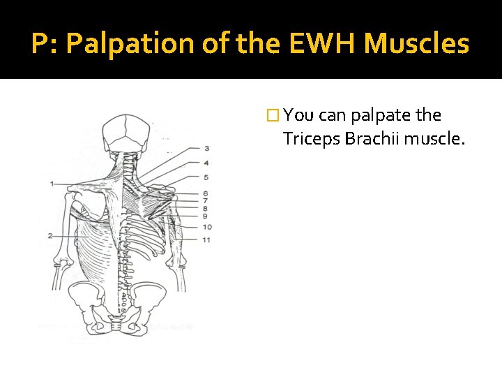 P: Palpation of the EWH Muscles � You can palpate the Triceps Brachii muscle.