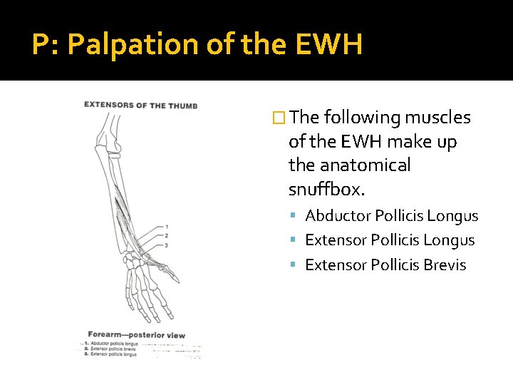 P: Palpation of the EWH � The following muscles of the EWH make up