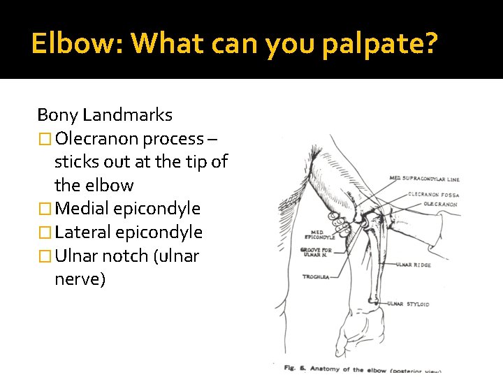 Elbow: What can you palpate? Bony Landmarks � Olecranon process – sticks out at