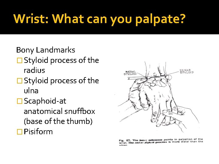 Wrist: What can you palpate? Bony Landmarks � Styloid process of the radius �