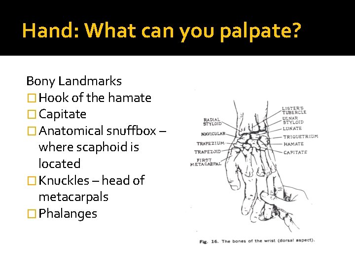 Hand: What can you palpate? Bony Landmarks � Hook of the hamate � Capitate