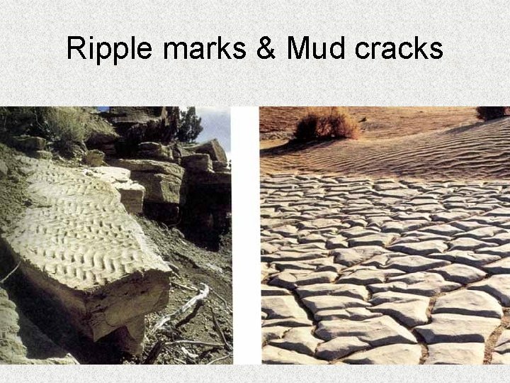 Ripple marks & Mud cracks 